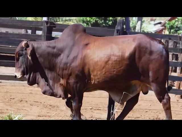 Touro Sindi PRSS - 264