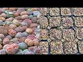 Lagu SUB) How to repot Lithops seedlings safely