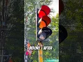 Download Lagu BEFORE - AFTER TIANG LAMPU MERAH 🚦 BARU? #trafficlight #lampumerah #lampulalulintas #apill #dishub