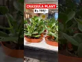 Download Lagu CRASSULA OVATA PLANT in IKEA (Money Tree) #crassula #plant #ikea #money #tree #shorts #viral #trend