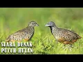 Download Lagu HD Suara Denak Puyuh Hutan mp3
