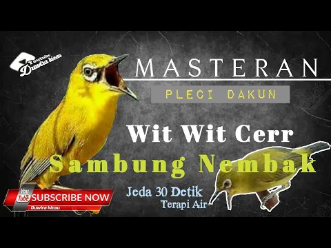 Download MP3 Pleci Full Tembakan variasi, Pleci Nembak wit wit Cerr Panjang