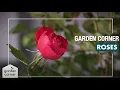 How To Plant Grow And Care For Roses - Bunnings Warehouse