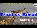 Download Lagu Suara pikat campuran burung Berkik dan trinil di jamin Mantap.