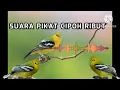 Download Lagu SUARA PIKAT CIPAU  RIBUT