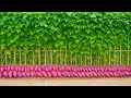 Lagu You’ll Never Regret Seeing This Wonderful Way to Grow Sweet Potatoes!