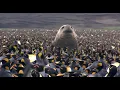Download Lagu Penguin Baywatch | Documentaire over dieren in het wild
