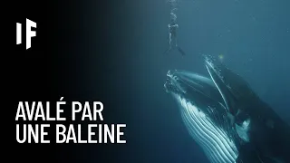 Et si une baleine vous avalait ?