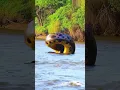 Download Lagu riverside dwellers fear the largest predator in the Amazon #snake #anaconda #snakevideo #amazonia