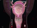 Download Lagu Menstrual cycle \u0026 Ovulation (Menstruation) ✨‍♀️