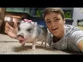 My NEW PET MINIATURE PIG