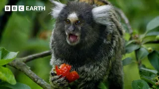 What Does Colour Blindness Mean for Survival? | BBC Earth Science