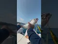 Download Lagu Caught my first tuna from a boat in Koh Tao. Thailand #fishing