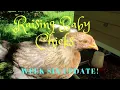 Raising Baby Chicks - SIX WEEK UPDATE