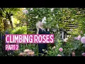 Download Lagu My Favorite Climbing Roses – But One Wasn’t What I Thought! | Part 2