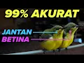 Download Lagu Cara membedakan sogon JANTAN dan BETINA saat masih muda ijoan