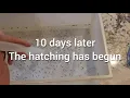 Axolotl breeding part 2 of 3