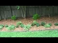 All Flowers Have Been Planted And Aromatic Cedar Mulch Placed