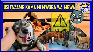 usitazame kama ni mwoga wa mbwa mafunzo hatari ya mbwa wakali