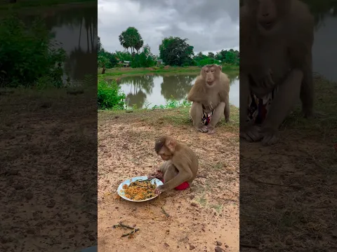Great video Super SokYaa And Sokhaa Very Adorable & Harmony Animals Around The World #shorts