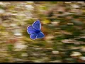 Download Lagu Butterfly, Faun Cover, Flute, Gittern and Nyckelharpa