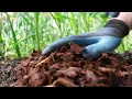 Richgro Natural Pinebark Mulch