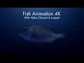 Fish 4K hive Project Templates