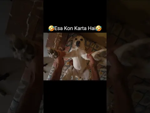 Kaalu Or Roxi | Esa Kon Karta He Yaar🤣