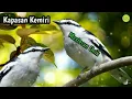 Download Lagu Masteran!!! Suara Burung Kapasan Kemiri Gacoran . . .