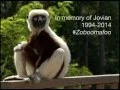 A Lemur Legend - Jovian aka Zoboomafoo passes away at Duke Lemur Center