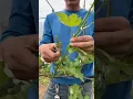 Download Lagu Grape Farming Techniques #satisfying #short