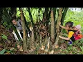 Download Lagu 3 days to harvest 3 baskets of bamboo shoots to sell with my daughter - farm life | Tương Thị Mai