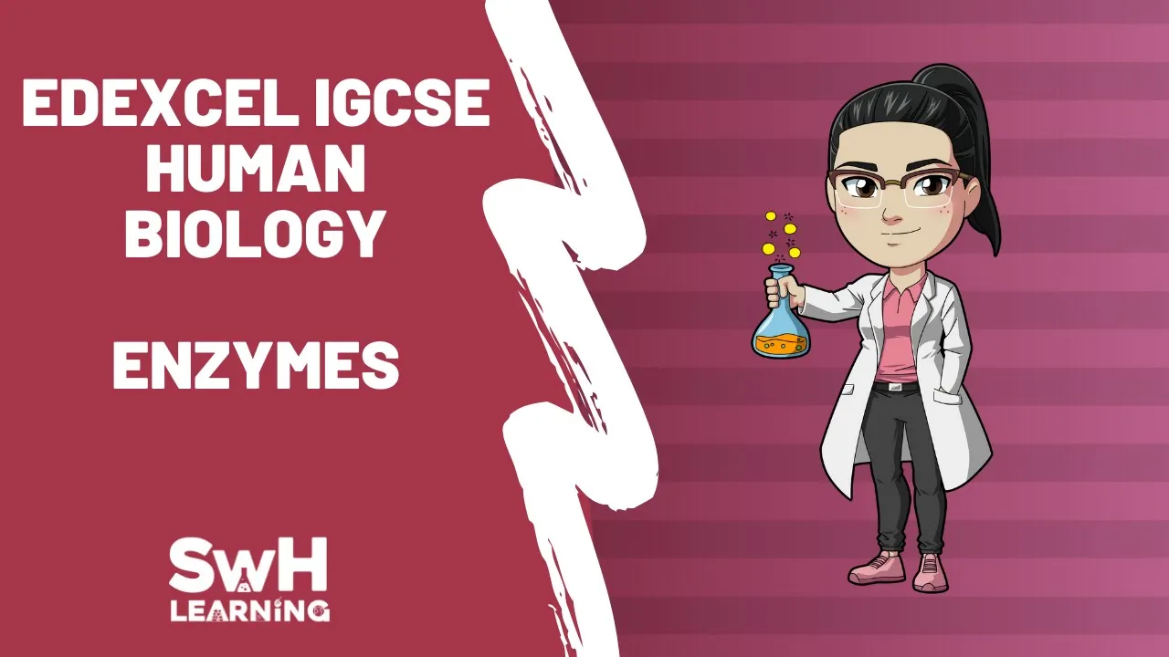Enzymes | Edexcel IGCSE Human Biology