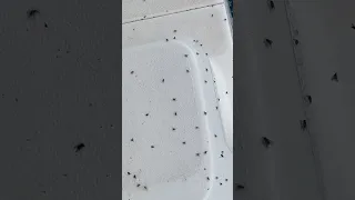 We are Infested!!