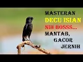 Download Lagu Masteran decu isian