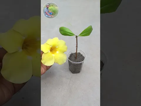 How to grow Allamanda from cutting #shorts