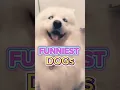Download Lagu Schattige en Grappige Honden die je aan het Lachen maken! 🐶😂 | Funny Dogs Video #shorts