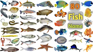 Download Fish Vocabulary ll 80 Fishes Name In English With Pictures ll Sea Fishes and Pond Fishes MP3