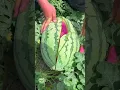 Download Lagu Buah semangka warna pink?