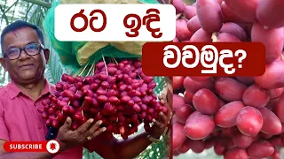 ලංකාවෙ රට ඉඳි ? | How to grow a date palm? | Ceylon Agri | Episode 496