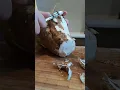 Download Lagu Kudzu Root #asmr #asmr #satisfying #viral