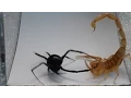 Lagu Scorpion vs. Black Widow (Warning: May be disturbing to some viewers)