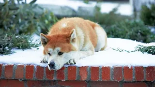 كلب وفي ينتظر صاحبه كل يوم وهوا راجع من الشغل بس للأسف في يوم مرجعش مش هتقدر تمسك دموعك 