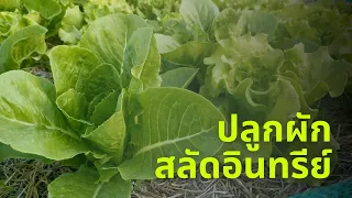 ปลูกผักสลัดอินทรีย์ วิธีปลูกผักสลัดอย่างละเอียด ทุกขั้นตอน ปลูกผักสลัดกลางแจ้ง อัปเดตทุกวัน
