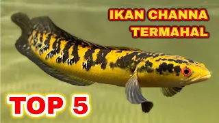 Top 5 Jenis Ikan Channa Termahal
