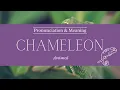 How to Pronounce Chameleon Pronunciation Meaning British English