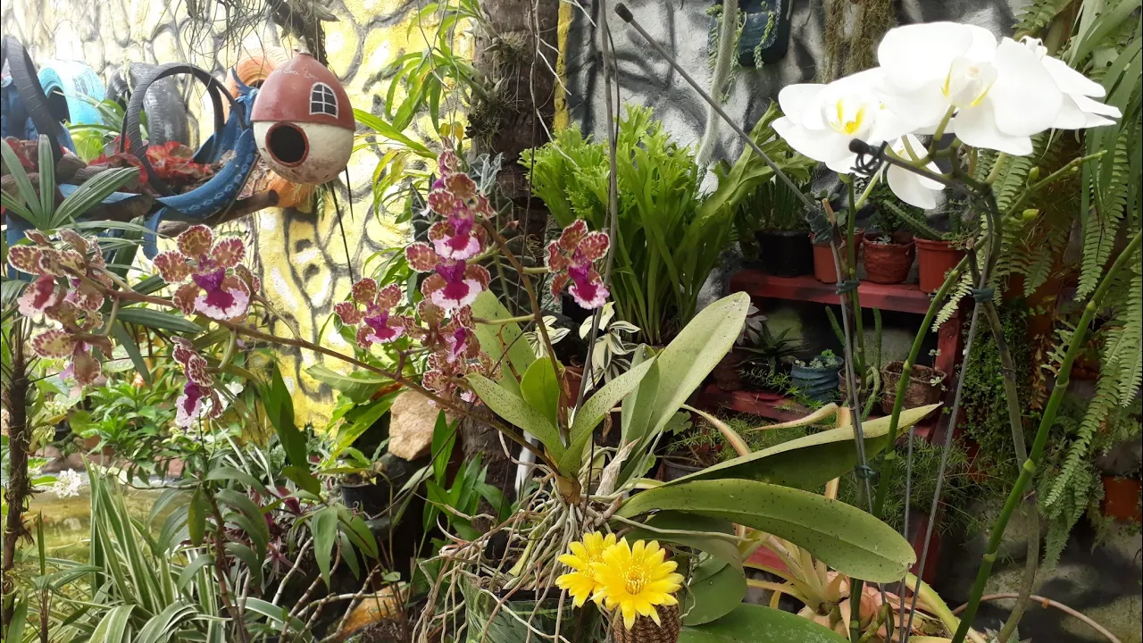 ORQUÍDEAS FLORIDAS CACTOS E SUCULENTAS E LAGO