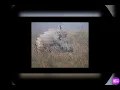 Rhino mating and fighting Elephant