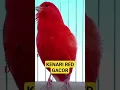 Download Lagu KENARI Gacor RED INTENSIVE #kenari #kenarimania #kenarigacor #kenariindonesia #kenarimaniaindonesia