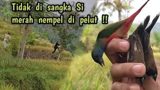 mikat burung emprit hijau atau burung bondol hijau